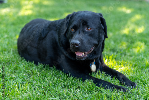 Foto Close-Up Portrait of a Majestic Black Labrador Retriever