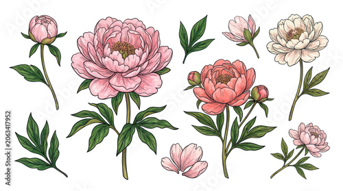Peony Flower Collection: Delicate Hand-Drawn Botanical Illustrations