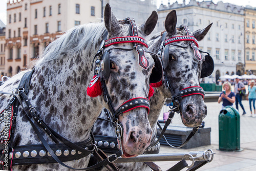 Vászonkép Noriker horses, recognized by their spotted coat patterns in Krakow, Poland, harnessed for a tourist carriage ride