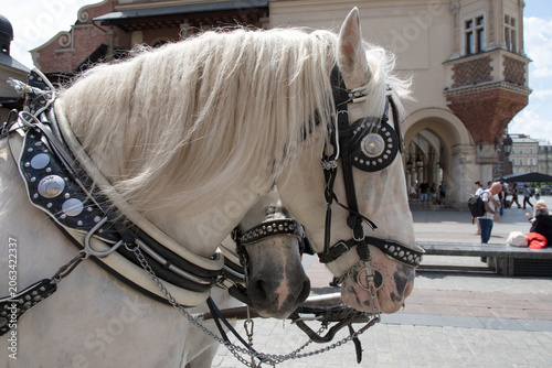 Canvas-taulu White horse with an ornate, decorated harness and blinkers, for tourist carriage rides in a city Krakow, Poland