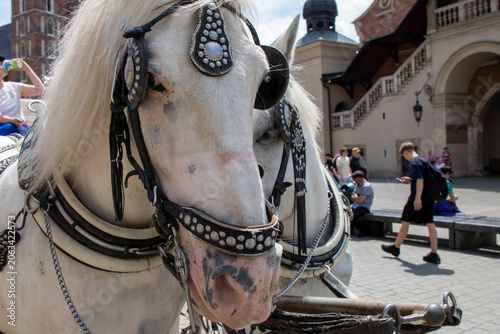 Valokuva White horses with an ornate, decorated harness and blinkers, for tourist carriage rides in a city Krakow, Poland