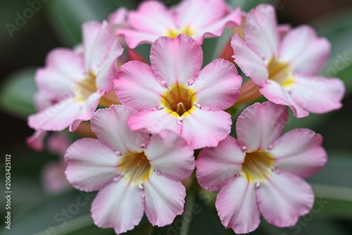 A bunch of purple and white flowers with green leaves_1