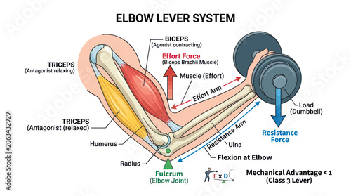 Canvastavla Elbow Lever System Diagram: Biceps, Triceps, Humérus, Radius, Ulna, Dumbbell