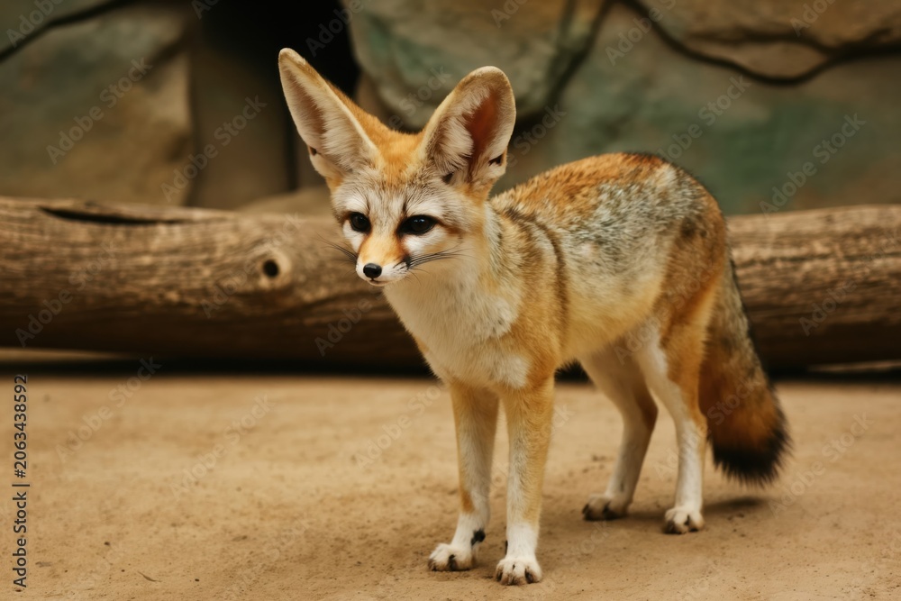 Fototapeta premium Fennec fox stands on sandy ground in zoo enclosure. Small desert mammal with large ears looks curious. Cute wild animal rests near rock wall and log.