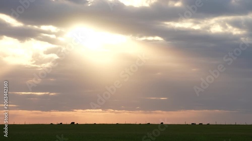 a bank of dark clouds lets a hole of bright sunshine to beam down on a line of black cattle along the horizon of a prairie ranch land farm