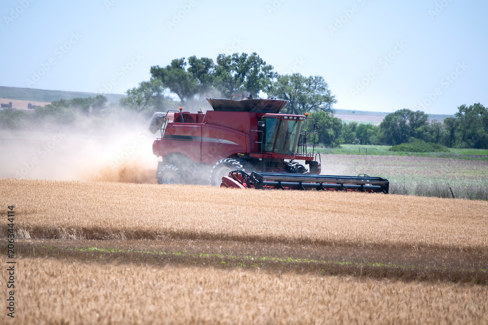 Fototapeta premium combine harvester working on a field