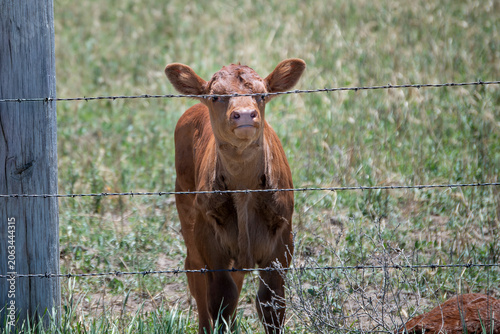 calf in the field