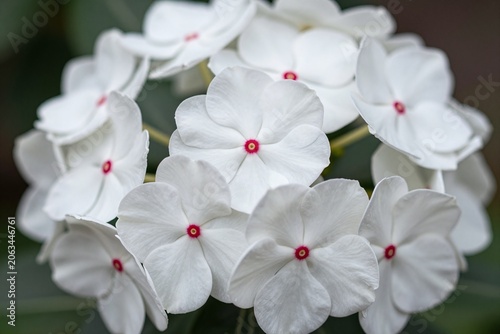 A bunch of white flowers that are in a vase_1