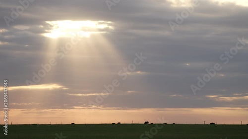 sunset rays shine down on ranch land grazing black cattle on a prairie horizon through a bank of dark clouds 