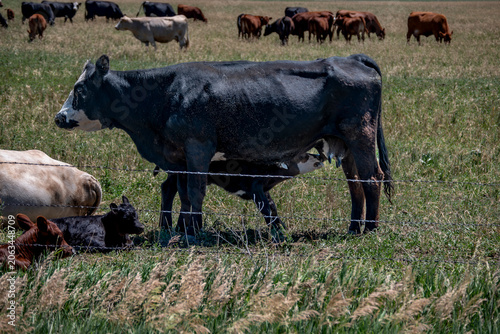 cow and calf