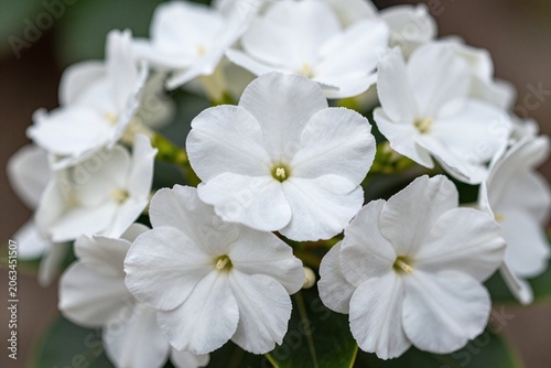 A bunch of white and yellow flowers in a vase