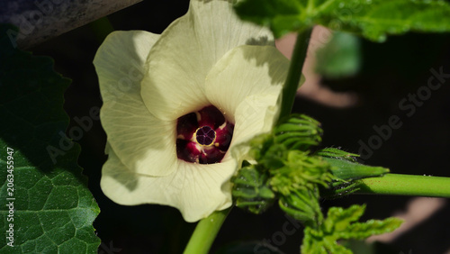 Foto The stamen and pistil of cucumber flower