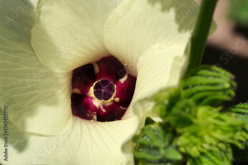 Obraz na plátně The stamen and pistil of cucumber flower