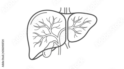Bild auf Leinwand Detailed liver lobes and internal vascular structure line drawing