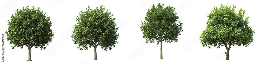 Obraz premium Four green citrus trees with fruits isolated on a black background