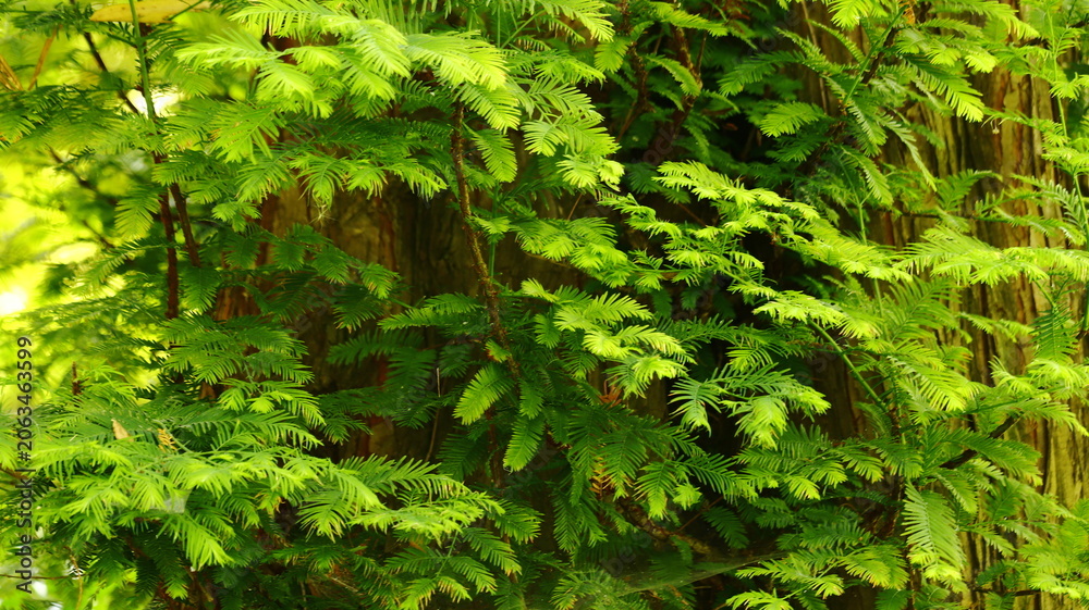 Fototapeta premium Vibrant Green Redwood Foliage and Tree Bark Texture in a Lush Forest Environment