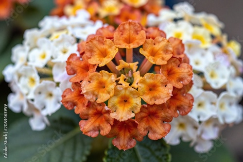 A bunch of white and orange flowers in a vase