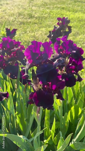 Beautiful purple iris flowers in full bloom, showcasing their vibrant petals and deep hues. Captured in a sunny garden setting, these irises reflect the essence of springtime.