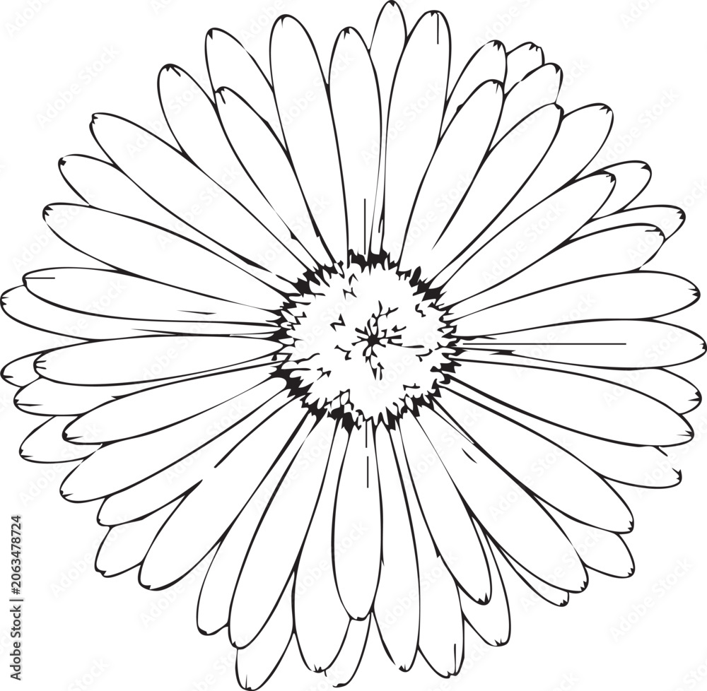 Obraz premium Detailed line art drawing of a single daisy flower with botanical