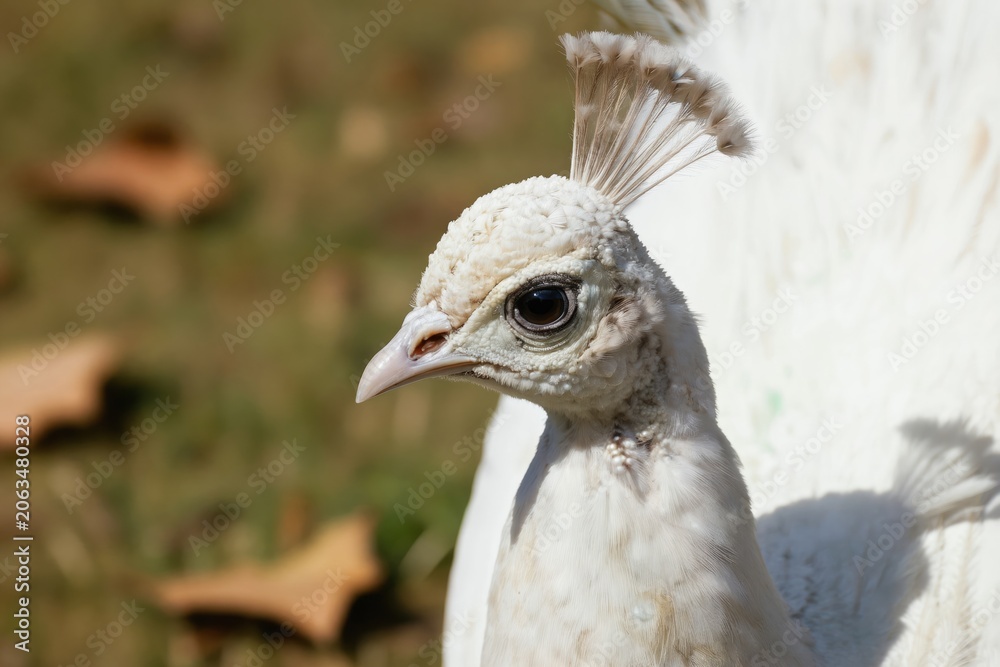 Fototapeta premium White peacock bird profile head detail. Elegant avian creature with detailed feathers and sharp beak. Rare wild fauna in natural outdoor setting with soft light.