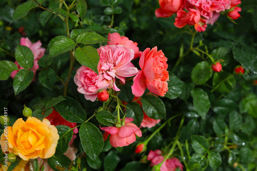 Obraz premium Beautiful roses blooming with green leaves.