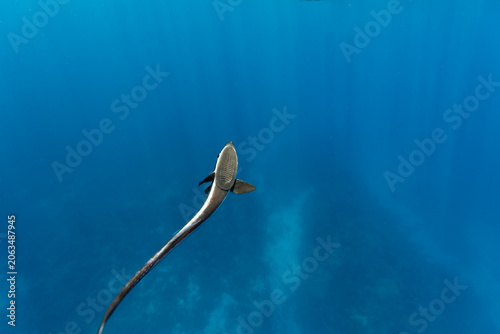 Tableau sur toile Close up of remora, Remora remora, fish free swimming in clear blue tropical wat