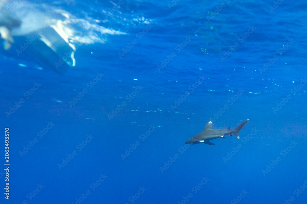 Obraz premium oceanic whitetip shark, Carcharhinus longimanus, swiming near the surface in clear blue tropical waters