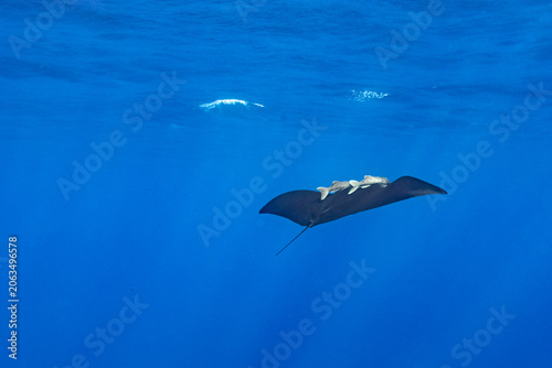 Canvastavla Rare black Manta ray, Mobula alfredi, with 2 remora fish attached swims or flys