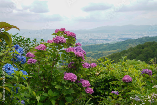 善峯寺の紫陽花