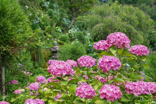 善峯寺の紫陽花