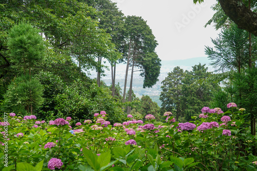 善峯寺の紫陽花