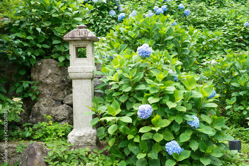 善峯寺の紫陽花