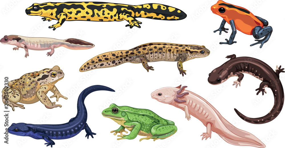 Fototapeta premium Colorful Amphibian Collection Set with Salamander, Frog, Toad, and Axolotl Species Illustrations for Biology, Education, and Wildlife Designs