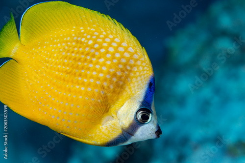 Foto A yellow butterflyfish (Chaetodon lunula) swims in the ocean.
