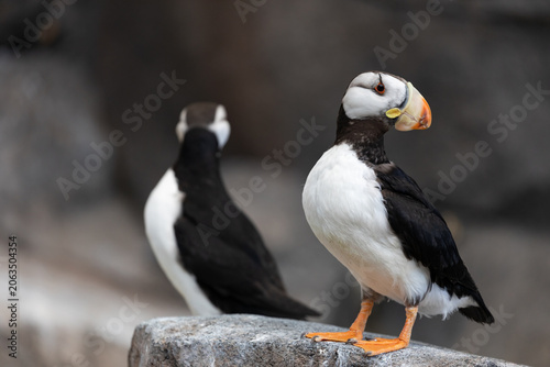 Bild auf Leinwand 2 Puffins, Fratercula arctica, standing on rock wall