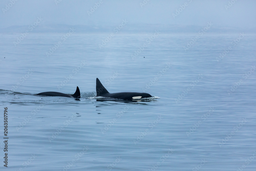 Fototapeta premium Mother and juvenile orcas, killer whales, swim through calm gray ocean waters