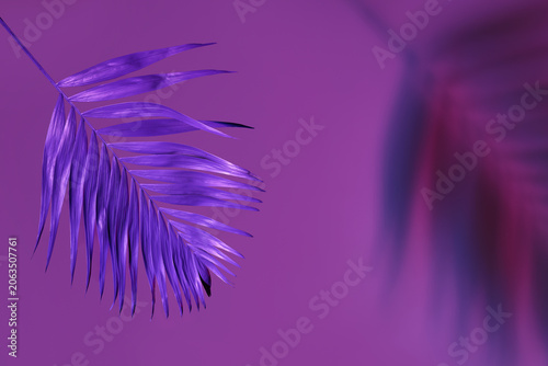 Neon tropical palm leaf on ...