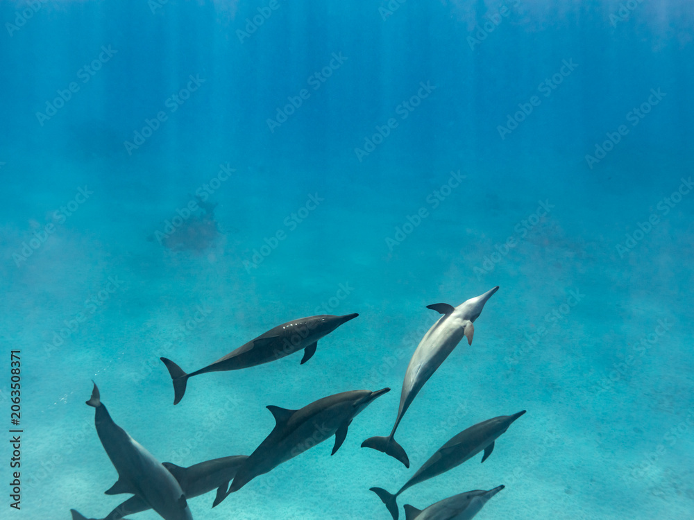Obraz premium Intelligent and playful Red Sea Spinner dolphins, Stenella longirostris, swim in clear blue tropical waters