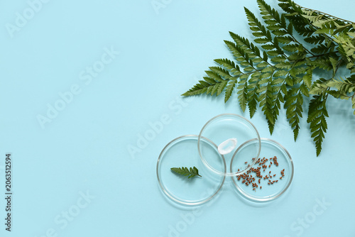 Petri dishes with samples and ingredients for preparing natural cosmetics on ...