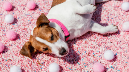 Cute dog rests on colorful sprinkles. Dog wears pink collar, surrounded by fluffy balls. Festive pet enjoys sweet candy bed. New Year celebration.