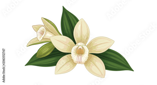 Beautiful vanilla orchid blossoms with creamy petals and lush green leaves are depicted in a detailed and natural botanical illustration.