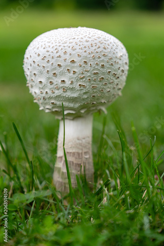 Single Wild Mushroom with White Scaly Cap in Green Grass