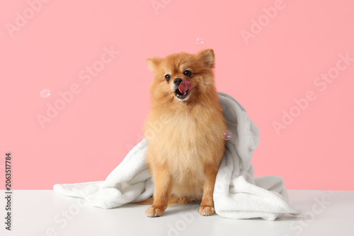 Cute Pomeranian dog with to...