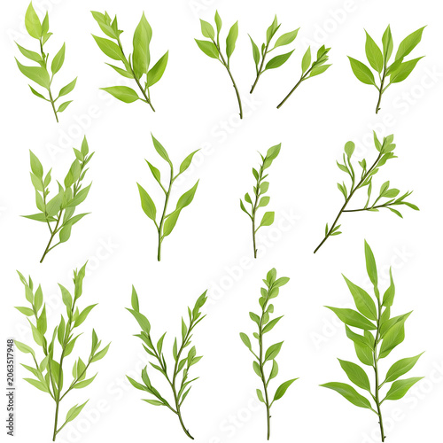 Assortment of Fresh Green Leafy Sprigs with Varying Shapes and Sizes