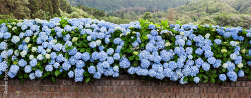 Blue hydrangea flowers blooming along a garden wall. Lush greenery and mountains in Sete Cidades, Azores. Portugal landscape with vibrant natural scenery.