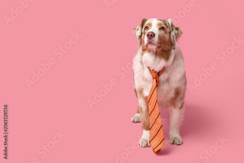 Funny Australian Shepherd d...