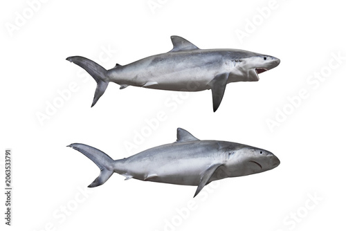 Set of great white shark collection isolated on white background