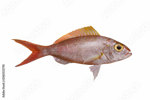Threadfin bream fish isolated on white background