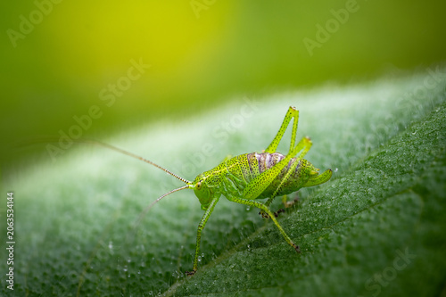Tableau sur toile Speckled bush-cricket nymph on a dewy leaf in spring, soft green bokeh backgroun