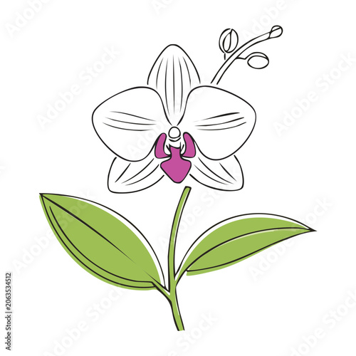 White Orchid Flower with Green Leaves Illustration